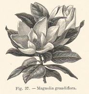 Magnolia Grandiflora - Xilografia D'epoca - 1928 Old Engraving - Estampas & Grabados