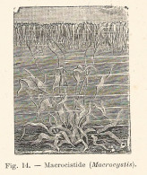 Macrocistide - Macrocystis - Xilografia D'epoca - 1928 Old Engraving - Estampes & Gravures