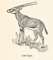 Antilope - Xilografia D'epoca - 1924 Old Engraving - Prints & Engravings