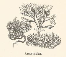 Anastatica - Xilografia D'epoca - 1924 Old Engraving - Estampes & Gravures