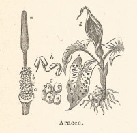 Aracee - Xilografia D'epoca - 1924 Old Engraving - Prints & Engravings