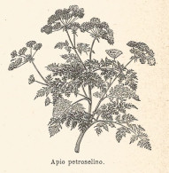 Apio Petroselino - Xilografia D'epoca - 1924 Old Engraving - Stiche & Gravuren