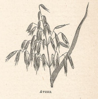 Avena - Xilografia D'epoca - 1924 Old Engraving - Estampas & Grabados