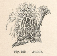 Attinia - Xilografia D'epoca - 1924 Old Engraving - Stiche & Gravuren