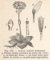 Arnica Montana - Xilografia D'epoca - 1924 Old Engraving - Estampas & Grabados