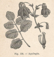 Aquilegia - Xilografia D'epoca - 1924 Old Engraving - Estampas & Grabados