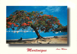 Martinique - Anse Mitan - Flamboyant Sur La Plage - CPM - Carte Neuve - Voir Scans Recto-Verso - Andere & Zonder Classificatie