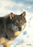 Animaux - Loups - Hiver - Neige - CPM - Voir Scans Recto-Verso - Sonstige & Ohne Zuordnung