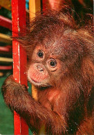 Animaux - Singes - Bébé Orang-Outan - CPM - Voir Scans Recto-Verso - Affen