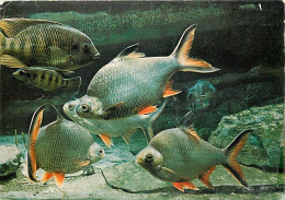 Animaux - Poissons - Aquarium Tropical Du Musée National Des Arts Africains Et Océaniens De Paris - Pelmatochromis Arnol - Fish & Shellfish