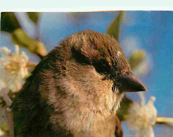 Animaux - Oiseaux - Moineau - CPM - Voir Scans Recto-Verso - Vogels