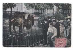 PARIS 5ᵉ Arrondissement - Jardin Des Plantes - 1906 - Le Dromadaire - Colorisée - Animée - Parcs, Jardins