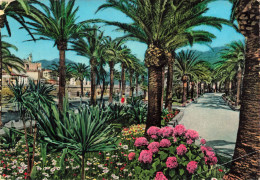 ITALIE - La Riviera De Fiori - Ventimiglia - Vue De Vieille Ville Depuis Les Palmes Des Jardins - Carte Postale Ancienne - Imperia