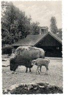 Antwerpen Bison Met Kalf Jardin Zoologique Anvers Zoo Dierentuin - Antwerpen