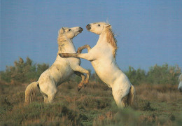 13, Camargue, Etalons Camarguais En Combat - Autres & Non Classés