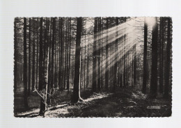 CPSM Dentelée - 88 - N°88.533.10 - Les Vosges Pittoresques - Rayons Sous Les Sapins - Circulée En 196? - Sonstige & Ohne Zuordnung