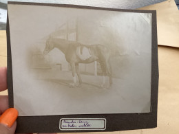 Photo Snapshot 1900 BOURDON-LANCY  Un Cheval Malade Devant L’écurie - Anonyme Personen