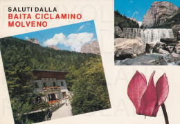 CARTOLINA  C16 MOLVENO M. 950,TRENTO,TRENTO ALTO ADIGE-SALUTI DALLA BAITA CICLAMINO-DOLOMITI DI BRENTA-VIAGGIATA 1980 - Trento