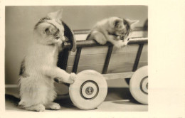 Postcard Animals Cats And Carriage - Gatos