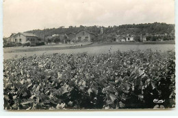 CHANTELOUP LES VIGNES - Vu De Sa Plaine - Chanteloup Les Vignes