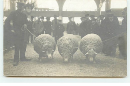 Carte Photo - PARIS - Exposition - Concours Agricole - Trois Beaux Moutons - C. Robert Photo - Ausstellungen