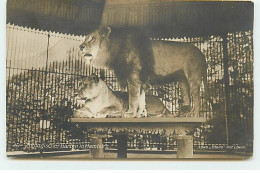 Animaux - Lions - Zoologischer Garten In Hamburg - Leoni