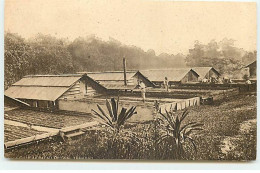 Antilles - TRINIDAD - Cacao Drying - Trinidad