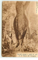 PARAGUAY - Samubu Gigante O Arbol De Seda En Los Montes Del Paraguay - Arbre à Soie - Paraguay