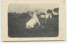 RPPC - Chevaux Dans Un Pré, L'un Assis (avant D'être Soigné) - Sonstige & Ohne Zuordnung