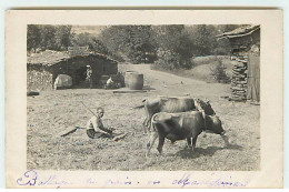 Carte Photo - Macédoine - Battage Du Grain - Attelage De Boeufs - Cantin N°38 - Macedonia Del Nord