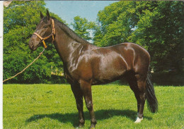 Tiere: Ein Schönes Pferd Gl1987 #G5325 - Other & Unclassified