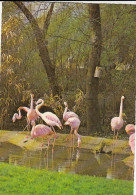 Tiere: Flamingos Gl1976 #G5324 - Sonstige & Ohne Zuordnung
