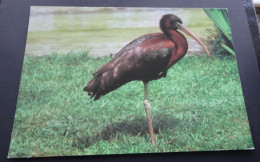 "Het Zwin", Vogelreservaat - Zwarte Ibis - Pluspoint Blankenberge - Knokke