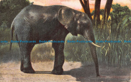 R105787 Indian Elephant. 1909 - Mundo
