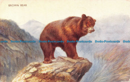 R105789 Brown Bear. Salmon - Mundo