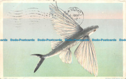 R105790 Flying Fish. Phostint. 1910 - Mundo