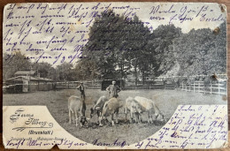 Brunstatt - Ferme Illberg - Jungviehzucht. - Elevage De Race Suisse - Vaches - A Circulé Le 1/12/1906 - Andere & Zonder Classificatie