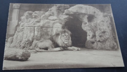 Anvers - Jardin Zoologique - Lion - Ern. Thill, Bruxelles - Antwerpen