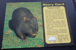 Australia - Vombatus Hirsutus - Australian Wombat - Nucolorvue, Australia - Andere & Zonder Classificatie