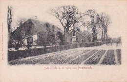 188942Heemstede, Tulpenveld A.d. Weg Van Heemstede. - Other & Unclassified