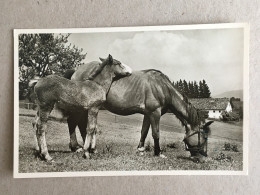 Germany Deutschland - Braunschweig Horse Cheval Pferde Farm Farming Ponny - Otros & Sin Clasificación