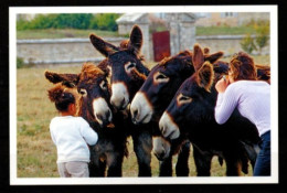 FRANCE    -   Les  ânes - Donkeys