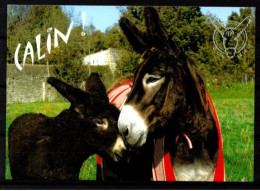 FRANCE    -   L'  âne  En Culotte.   Saint-Martin De Ré. - Donkeys