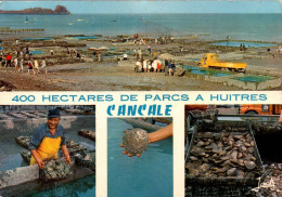 N°42550 Z -cpsm 400 Hectares De Parcs à Huîtres -Cancale- - Pêche