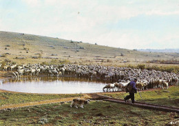 *Photo 10.4 X 14.7- Moutons Autour D'une Lavogne Sur Le Plateau Du Larzac (12) - Other & Unclassified