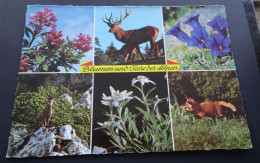 Blumen Und Tiere Der Alpen - Aufnahme Und Verlag Albert Rastl, Bad Aussee - Autres & Non Classés