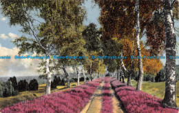 R106940 Old Postcard. Spring. Tree Allee - Welt