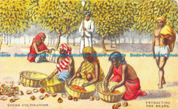 R107003 Cocoa Cultivation. Extracting The Beans. 1909 - Mundo