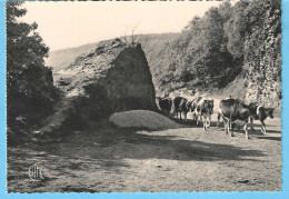 Les Ardennes Françaises-La Vallée De La Semoy (Semois)-Tournavaux (Haulmé -Bogny-sur-Meuse )-La Roche Aux Corpias-Vaches - Montherme