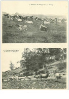 11.PLATEAU DE LANGRAL.n°9261.GRANDE CARTE DE 2 CP AVEC NOTICE.LE PATURAGE.LES BESTIAUX.L'ABREUVOIR - Sonstige & Ohne Zuordnung